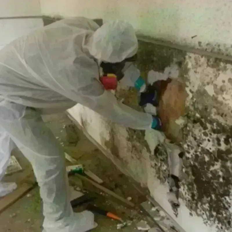 Mold Remediation and Removal in Allen County, KY